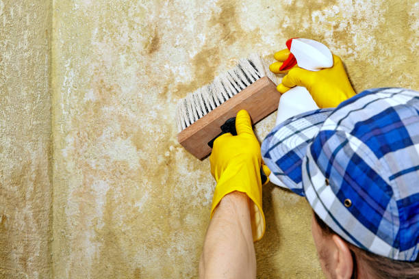 Best Mold Remediation for Healthcare Facilities  in Parachute, CO