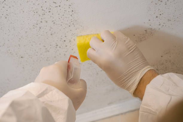 Best Commercial Mold Inspection  in Parachute, CO