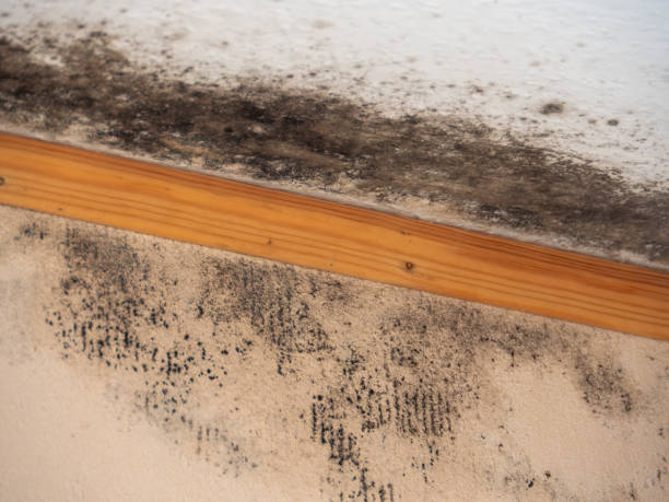 Trusted Parachute, CO Mold Removal Experts