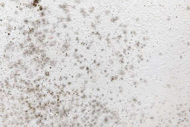 Best Airborne Mold Testing  in Parachute, CO